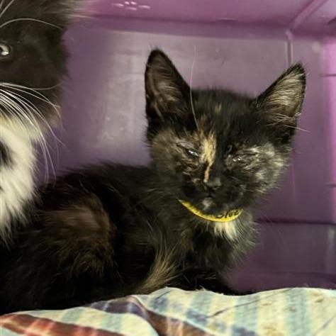 Enlarge Blueberry, a Adoptable Domestic Medium Hair in Mount Shasta, CA image 2/6