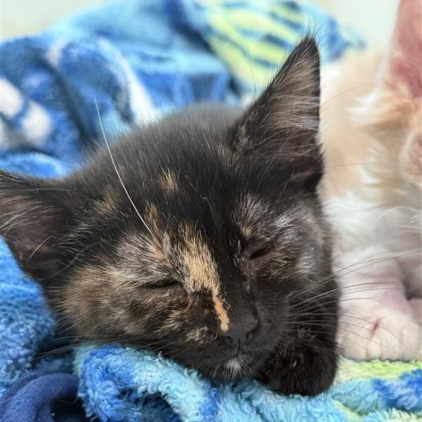 Enlarge Blueberry, a Adoptable Domestic Medium Hair in Mount Shasta, CA image 3/6