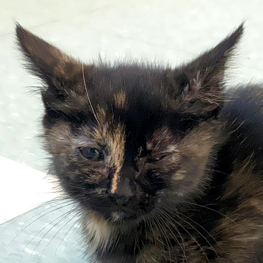 Enlarge Blueberry, a Adoptable Domestic Medium Hair in Mount Shasta, CA image 4/6