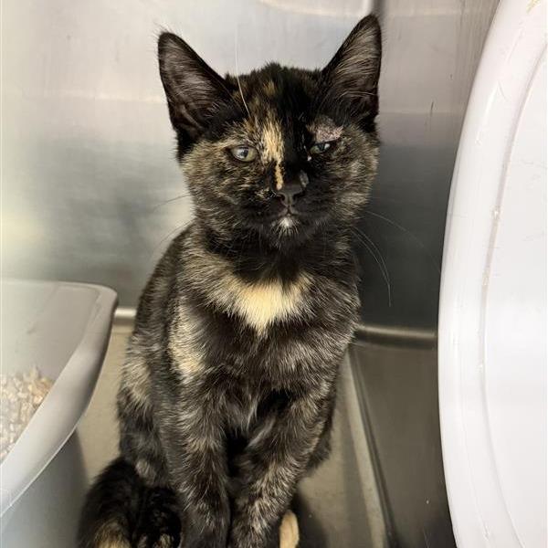 Enlarge Blueberry, a Adoptable Domestic Medium Hair in Mount Shasta, CA image 5/6
