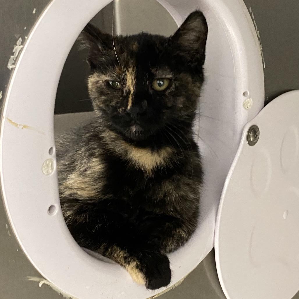 Enlarge Blueberry, a Adoptable Domestic Medium Hair in Mount Shasta, CA image 6/6