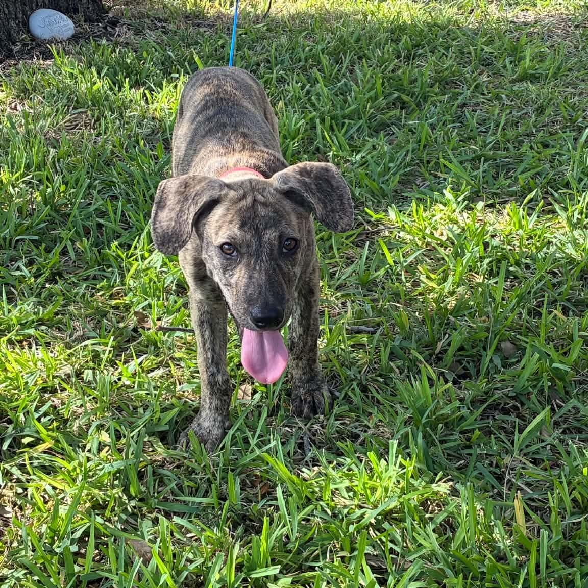 Enlarge Tiger, a Adoptable mixed breed in Scarsdale, NY image 5/6