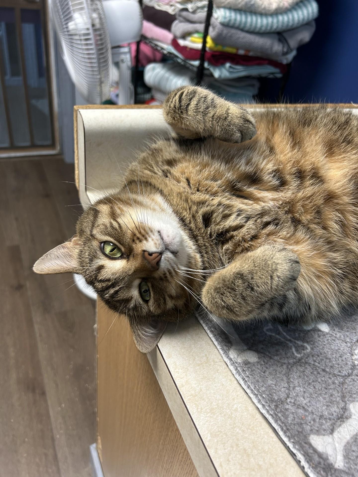 Ziva, a Adoptable Domestic Short Hair in Orleans, VT image 2/6