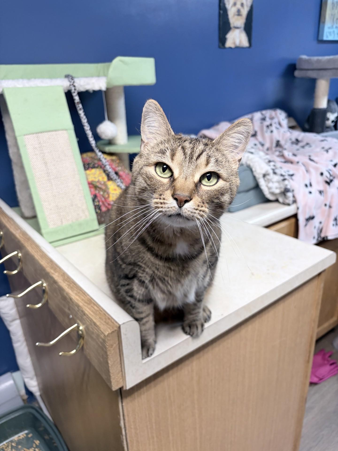 Ziva, Adoptable, Senior Female Domestic Short Hair.