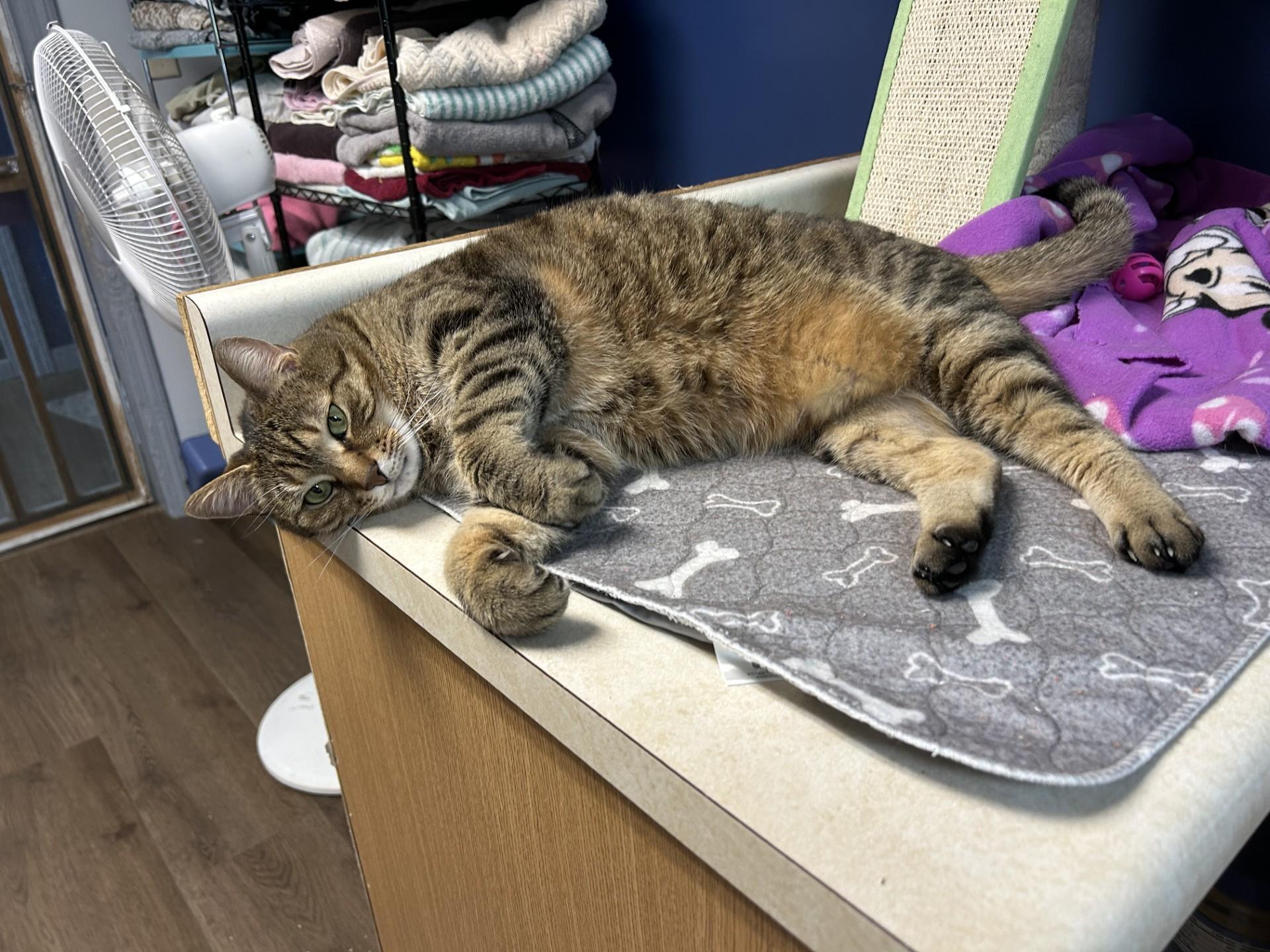 Ziva, a Adoptable Domestic Short Hair in Orleans, VT image 4/6