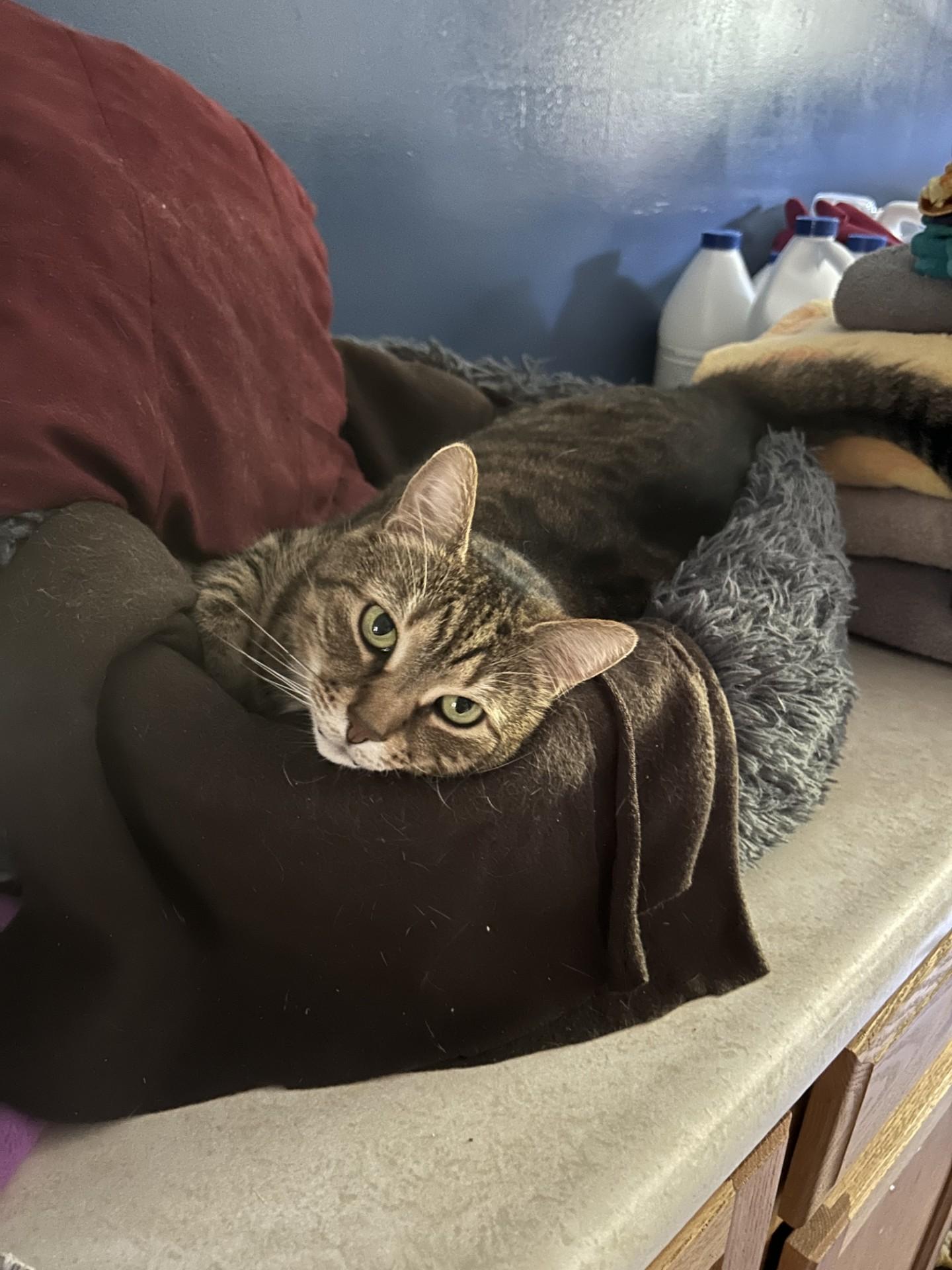 Ziva, a Adoptable Domestic Short Hair in Orleans, VT image 6/6