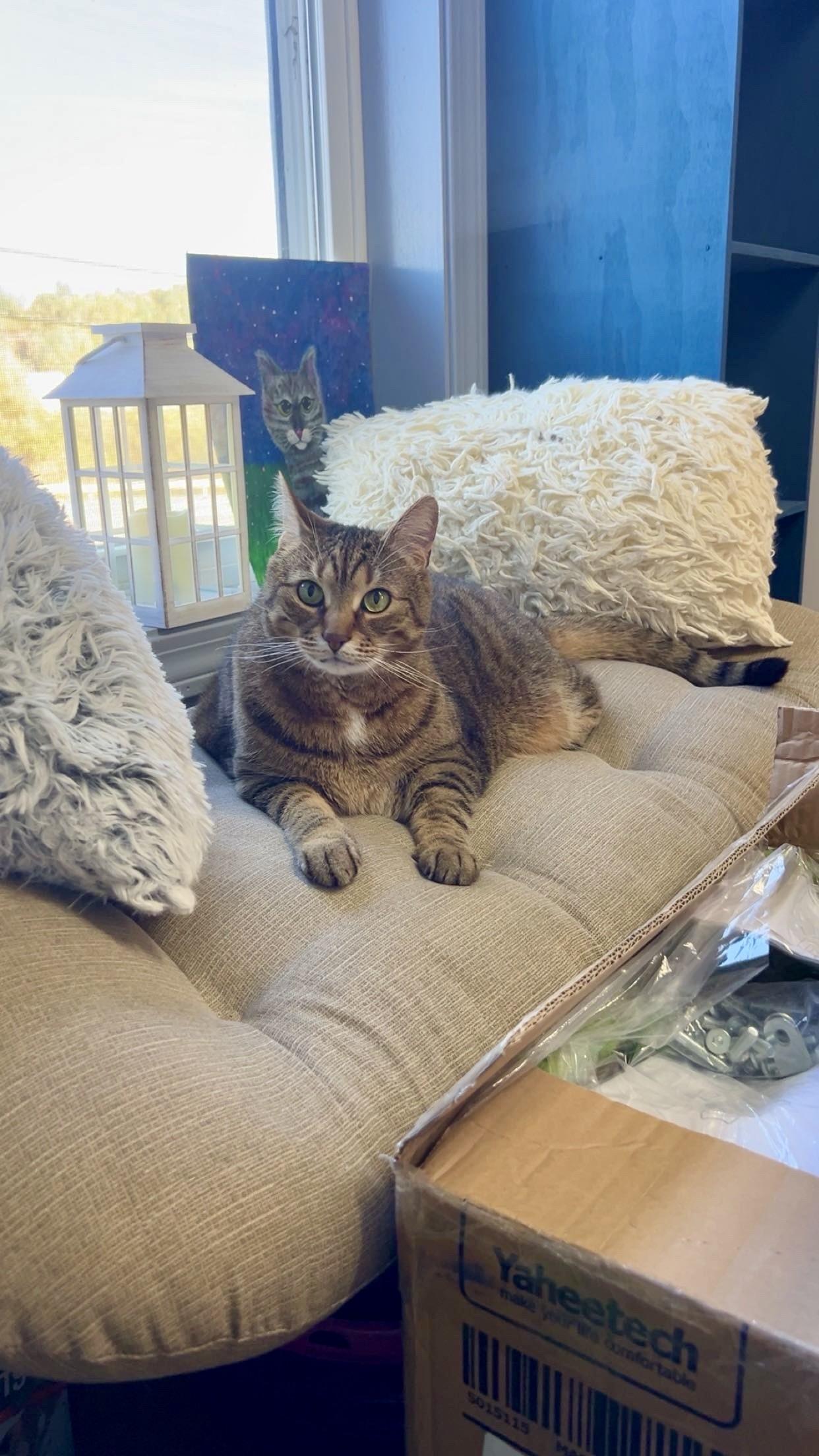 Ziva, a Adoptable Domestic Short Hair in Orleans, VT image 6/6