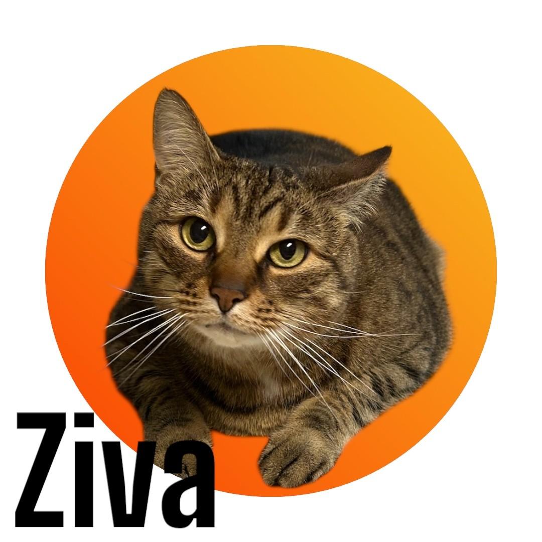 Ziva