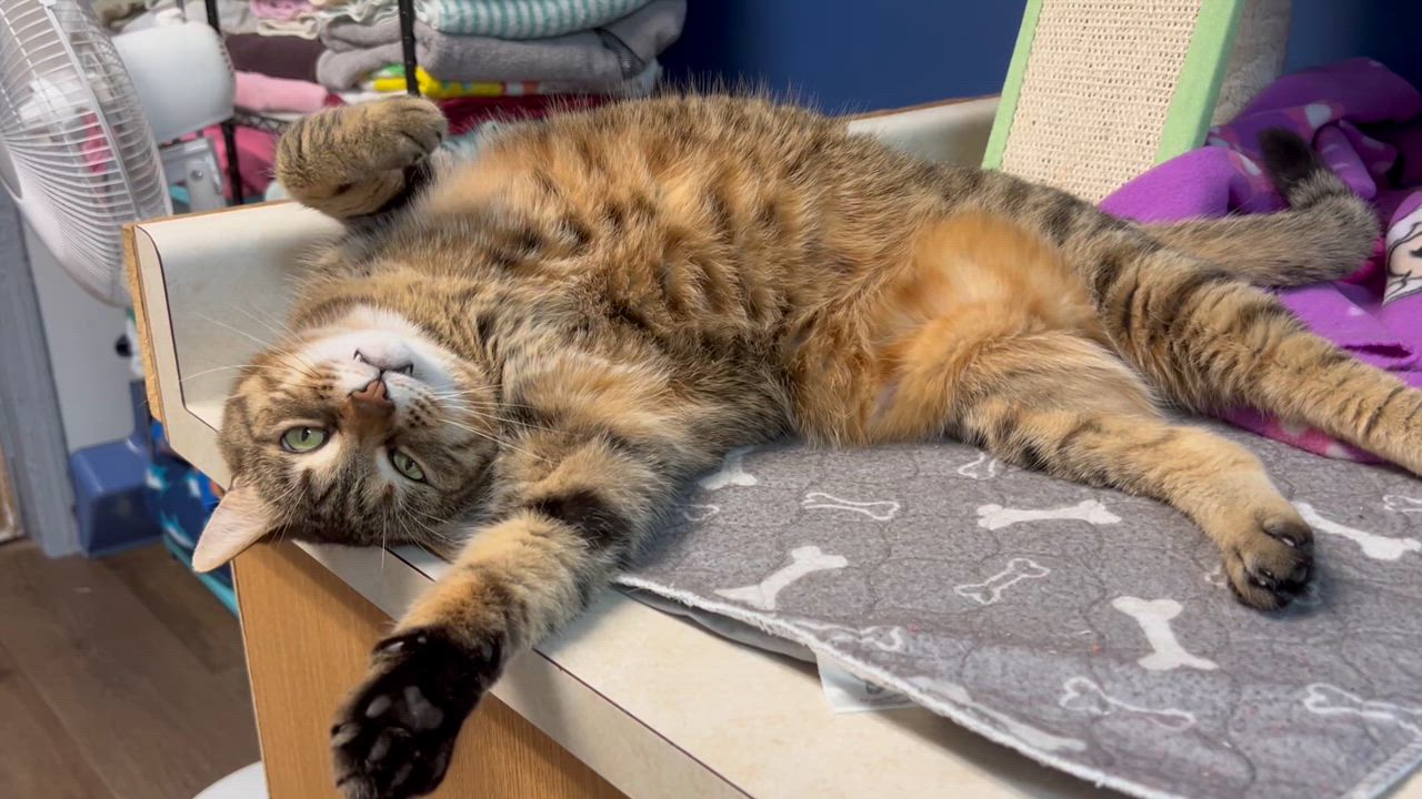 Enlarge Ziva, a Adoptable Domestic Short Hair in Orleans, VT video 5/6