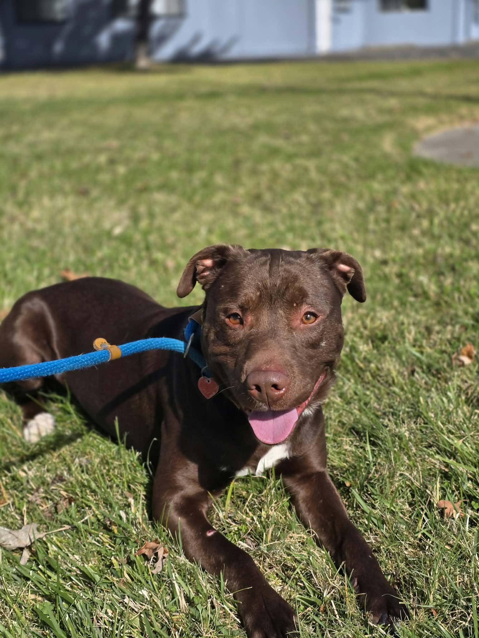 Spongebob, Adoptable, Adult Male Pit Bull Terrier.