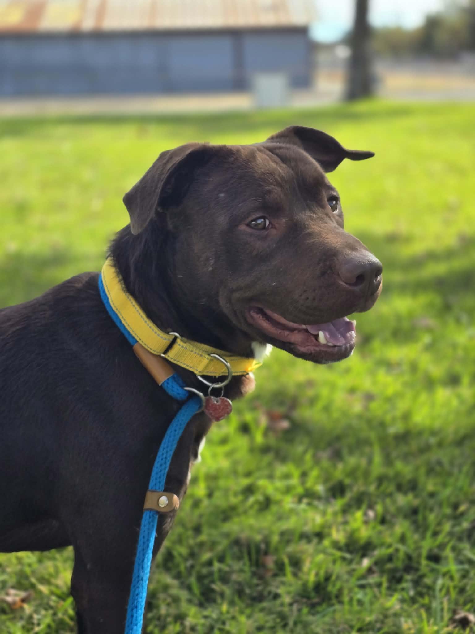 Enlarge Spongebob, a Adoptable Pit Bull Terrier in Grants Pass, OR image 2/2