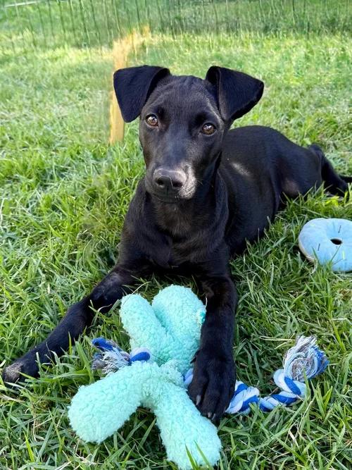 Enlarge Leia, an adopted Labrador Retriever in Edmonton, AB image 4/4