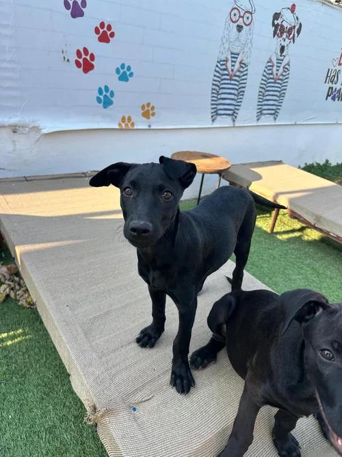 Enlarge Leia, an adopted Labrador Retriever in Edmonton, AB image 3/4