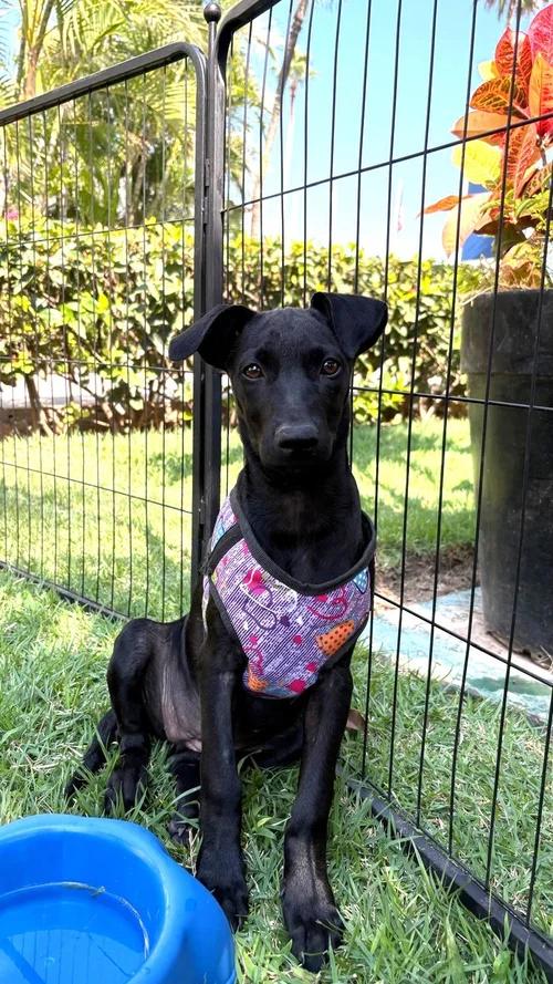 Enlarge Leia, an adopted Labrador Retriever in Edmonton, AB image 1/4