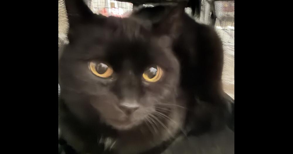 Scuddy, Adoptable, Young Female Domestic Short Hair.