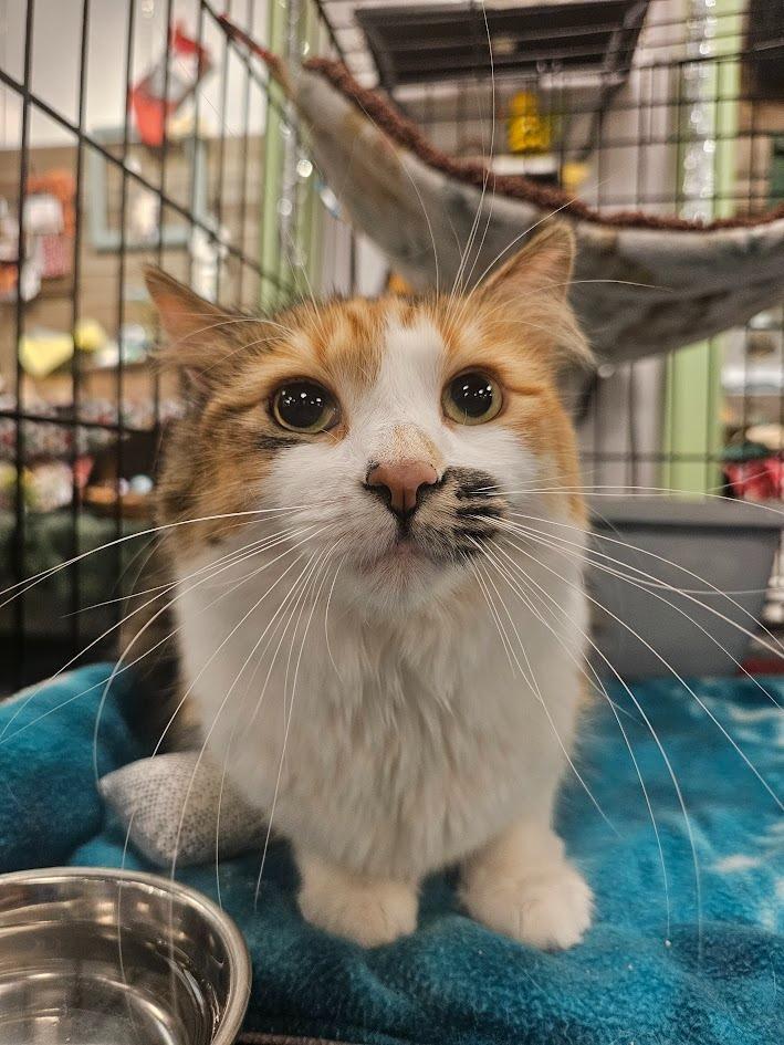 Enlarge Callie, a Adoptable mixed breed in St. Cloud, MN image 2/2