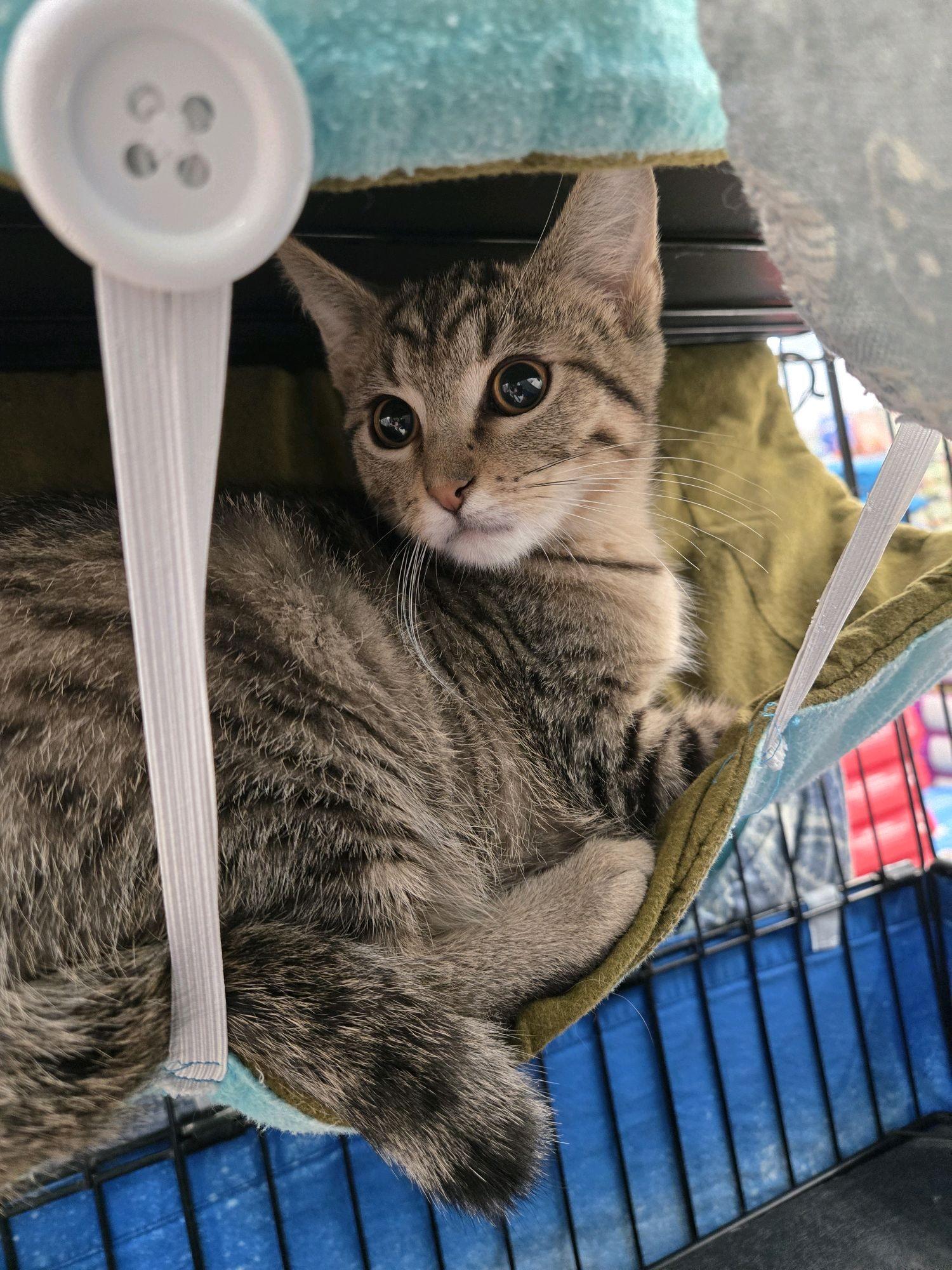 Winnie, a ADOPTABLE Domestic Short Hair in Indianapolis, IN image 4/4