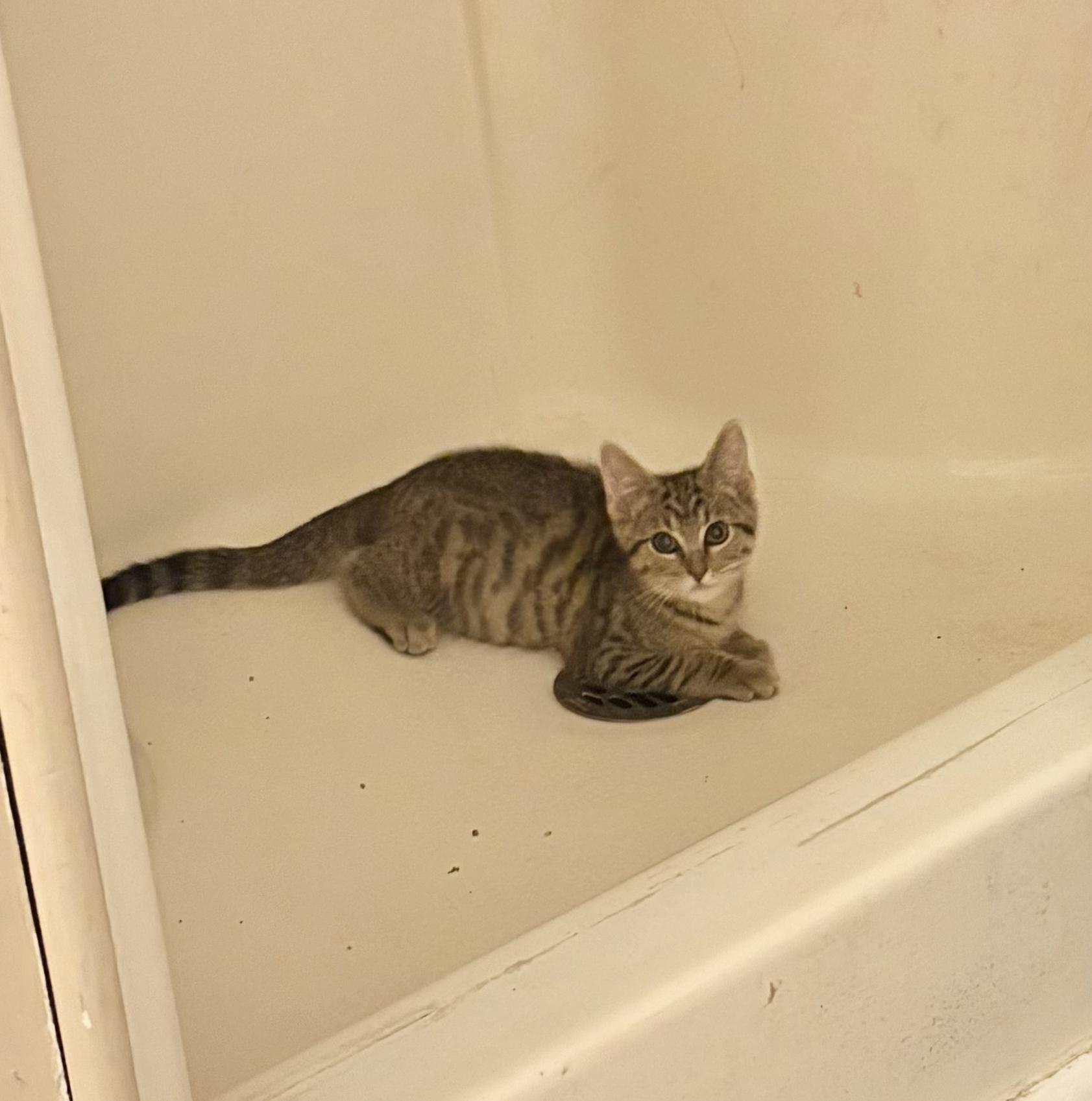 Winnie, a ADOPTABLE Domestic Short Hair in Indianapolis, IN image 2/4