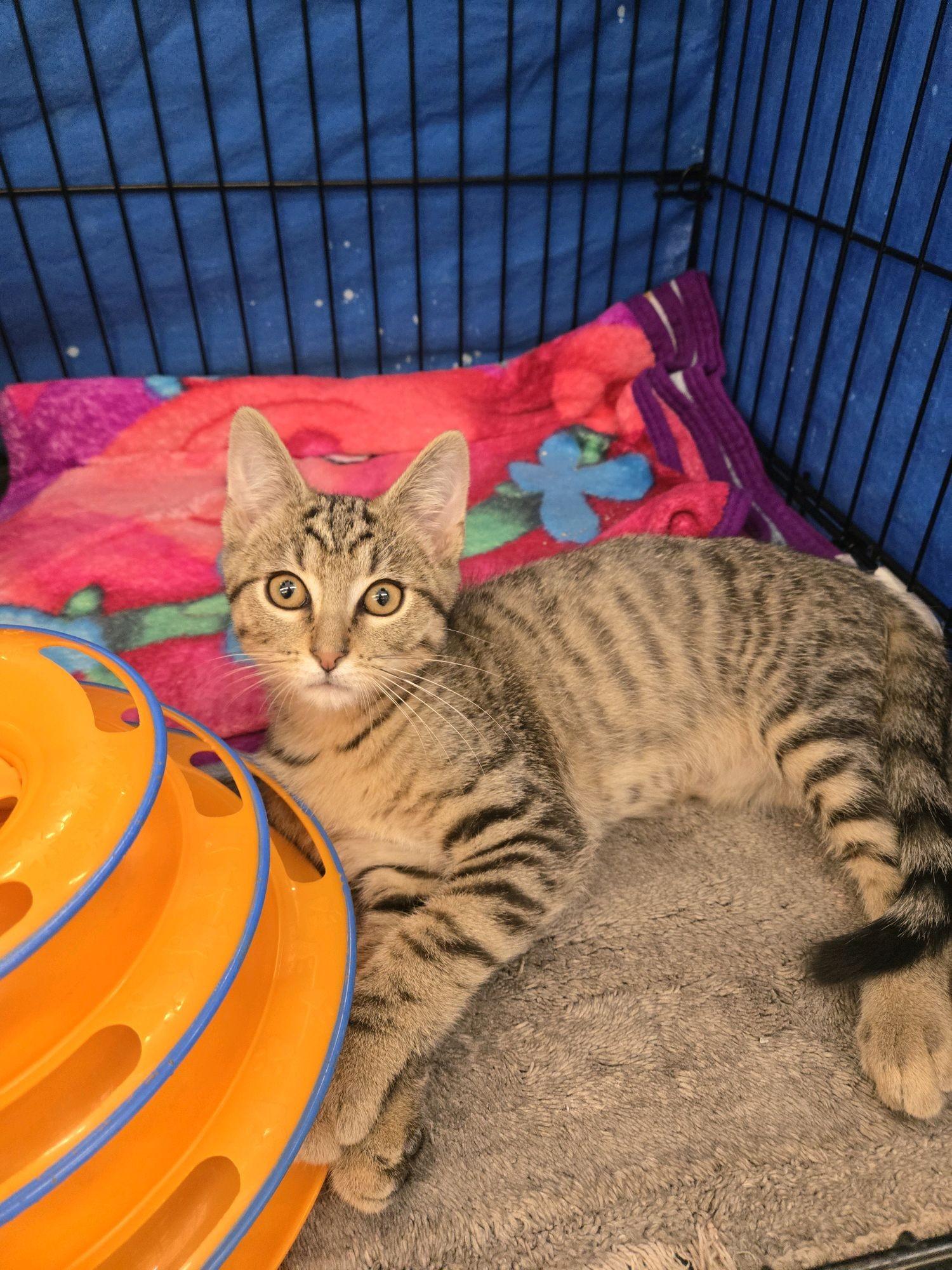 Winnie, a ADOPTABLE Domestic Short Hair in Indianapolis, IN image 1/4