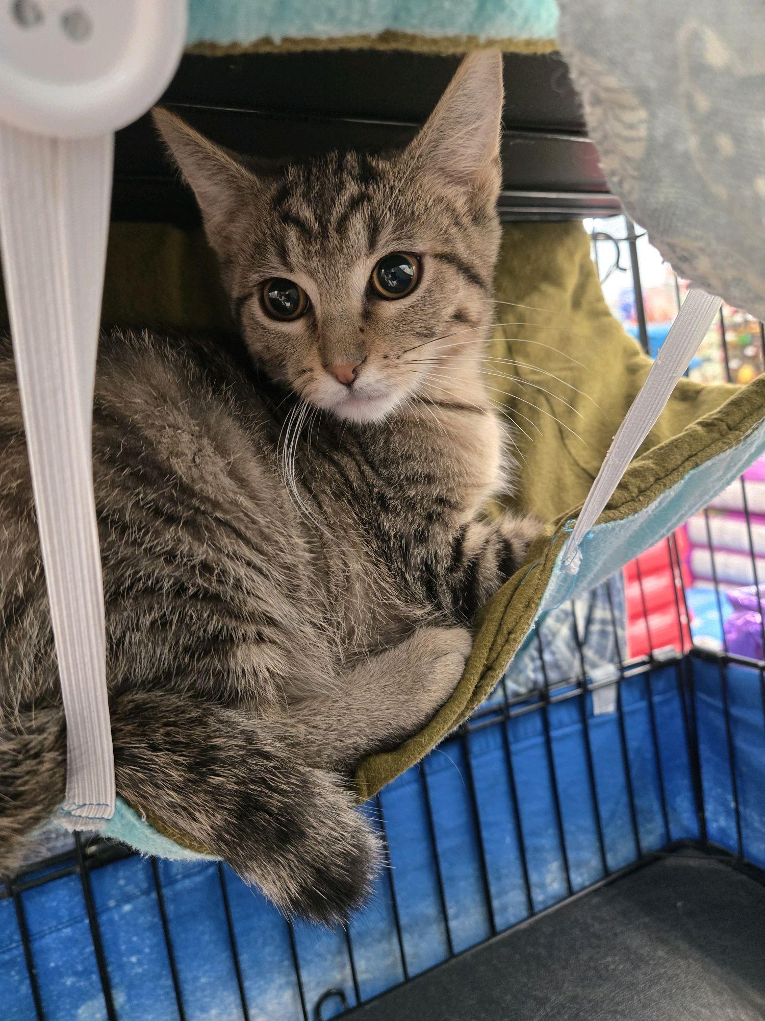 Winnie, a ADOPTABLE Domestic Short Hair in Indianapolis, IN image 3/4