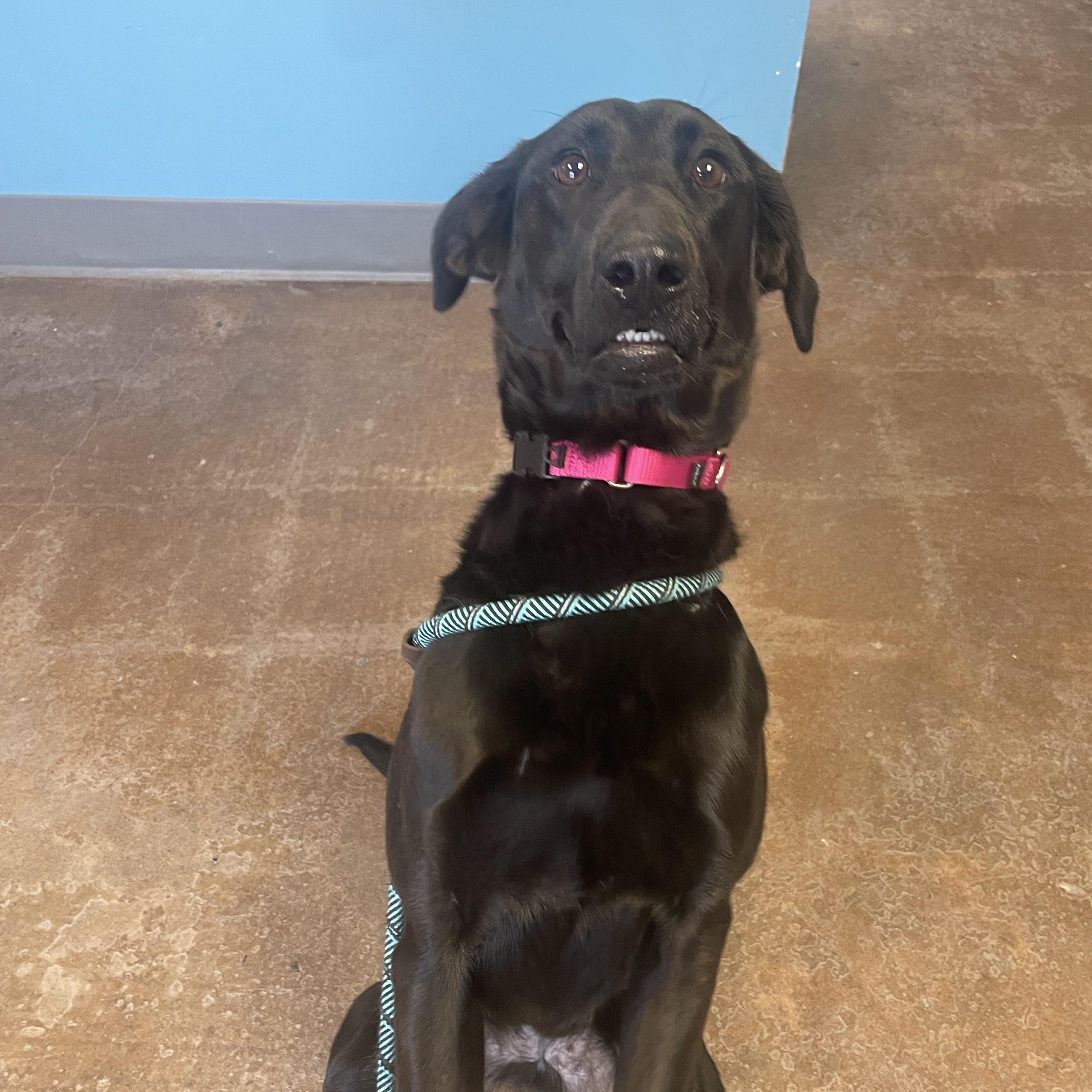 Louise, ADOPTABLE, Young Female Black Labrador Retriever.