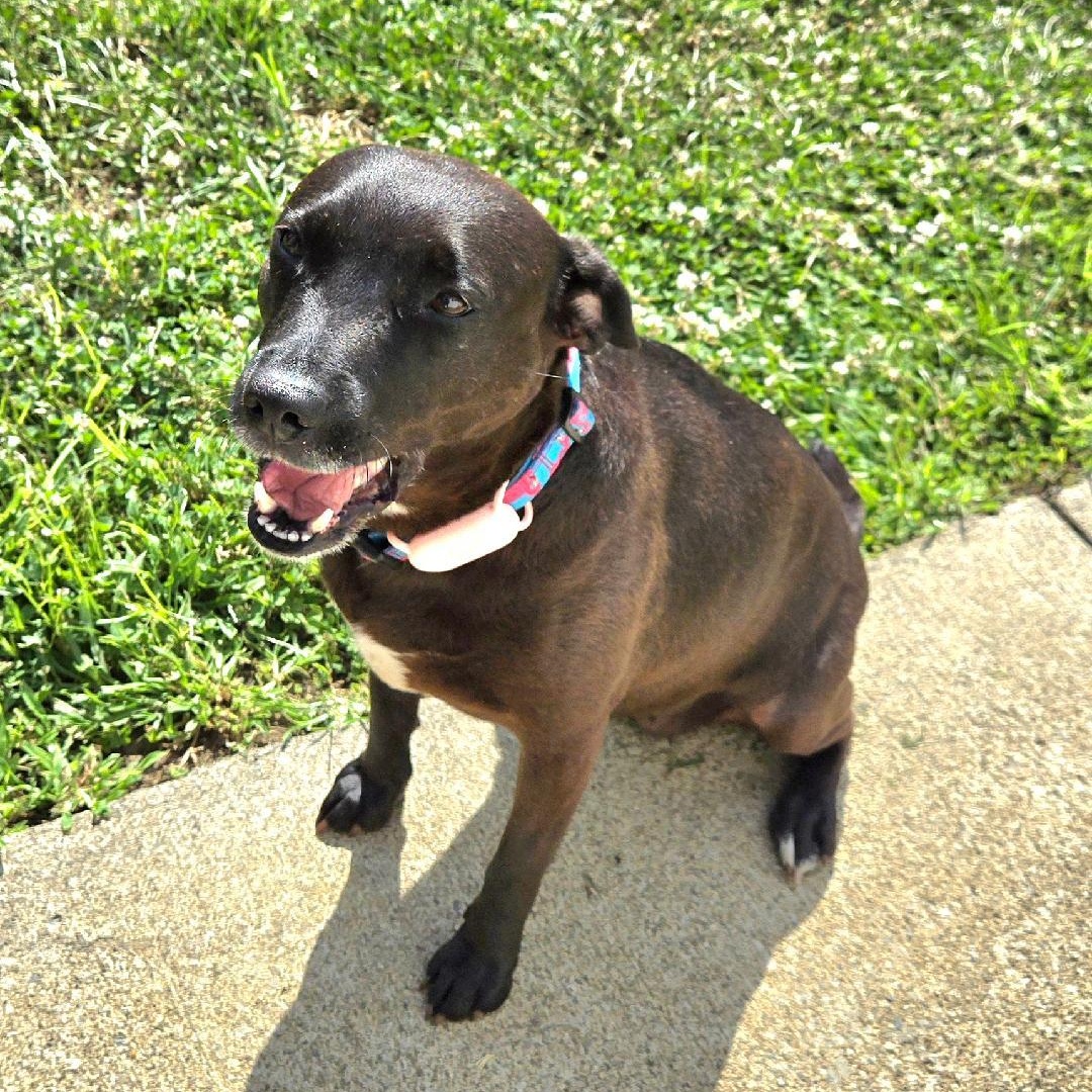 CICI, Adoptable, Adult Female Terrier & Patterdale Terrier / Fell Terrier.