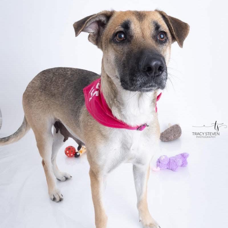 Birdie, ADOPTABLE, Adult Female German Shepherd Dog & Labrador Retriever.