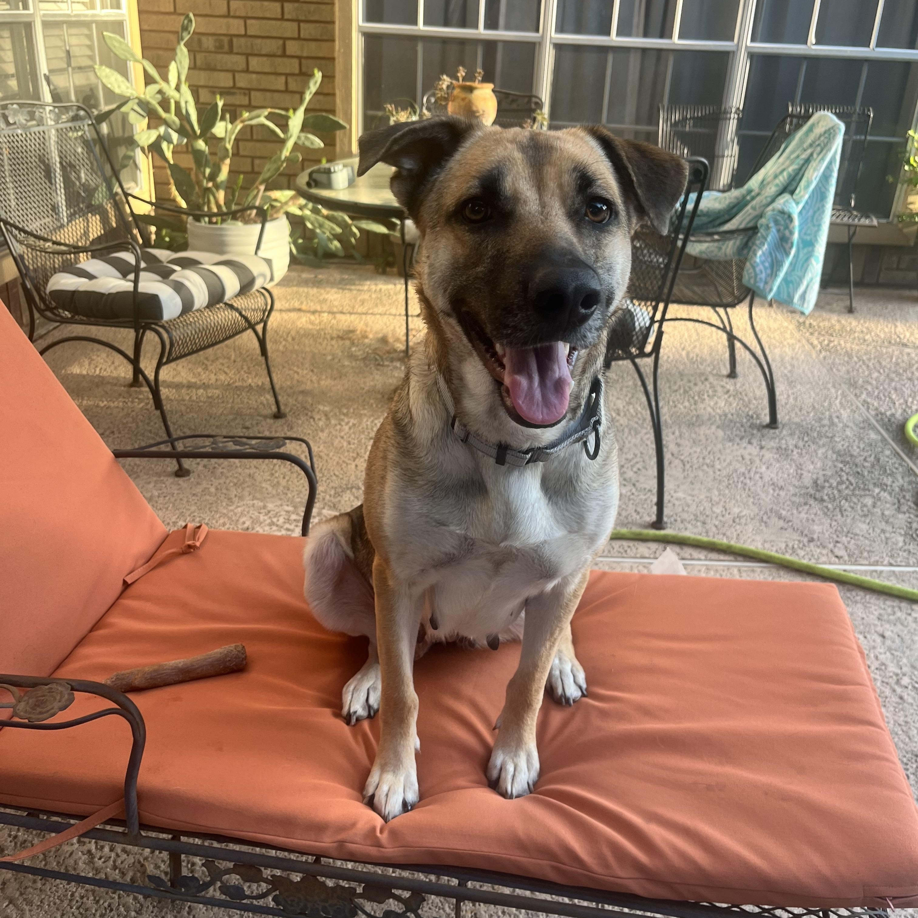 Birdie, a ADOPTABLE mixed breed in Humble, TX image 5/6