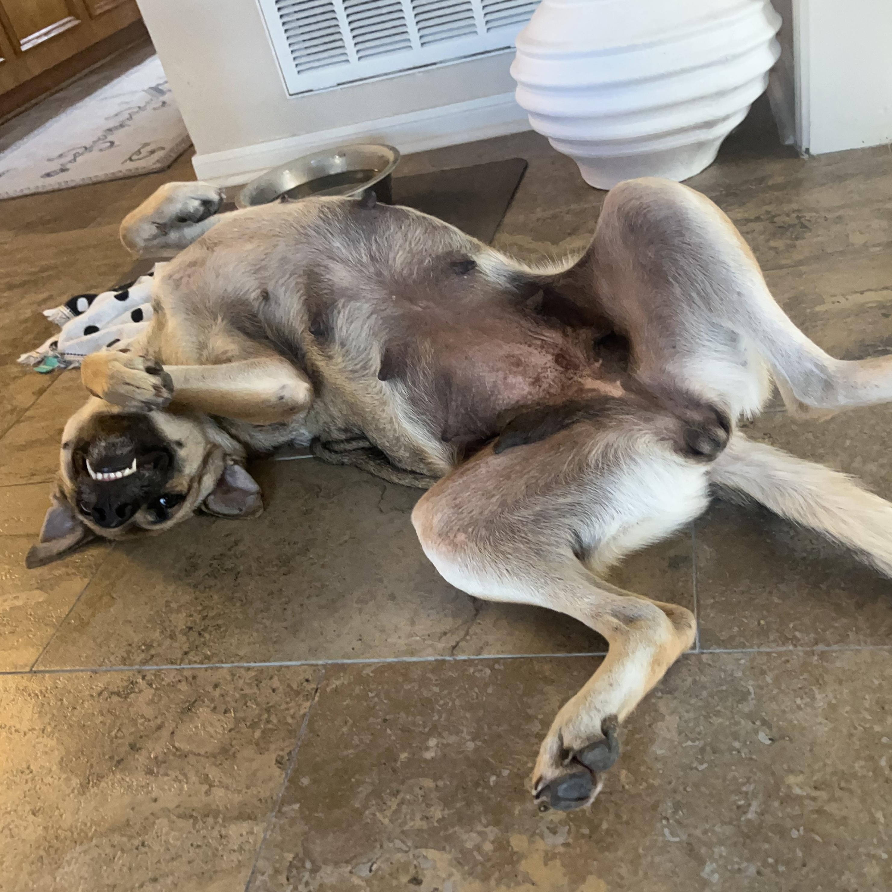 Birdie, a ADOPTABLE mixed breed in Humble, TX image 2/6