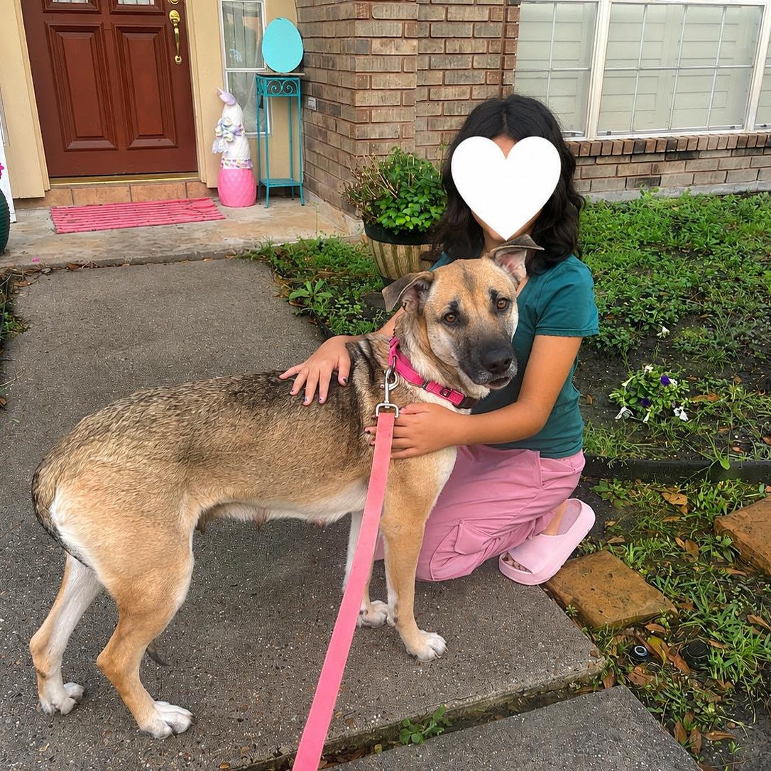 Birdie, a ADOPTABLE mixed breed in Humble, TX image 6/6