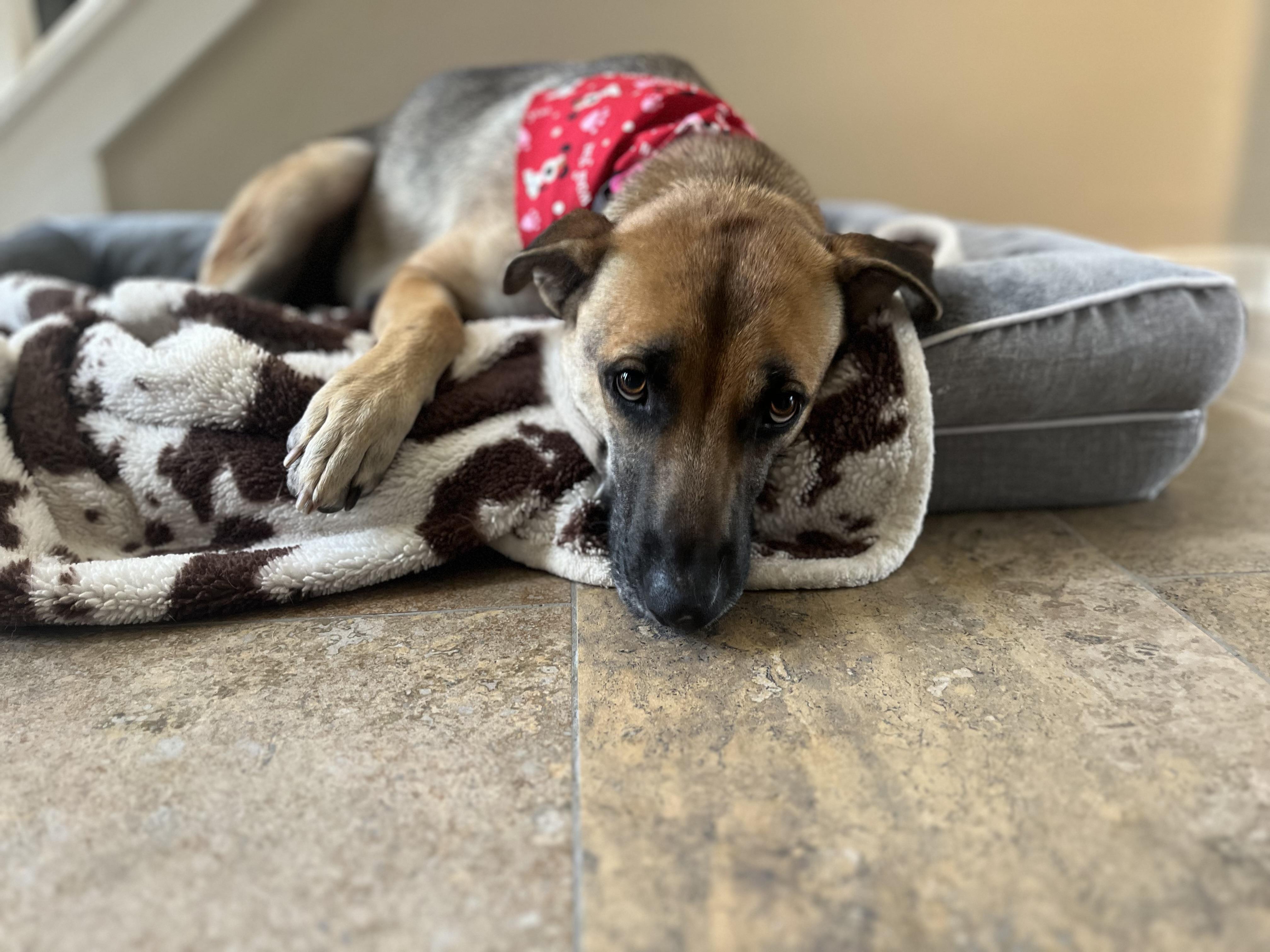 Birdie, a ADOPTABLE mixed breed in Humble, TX image 3/6