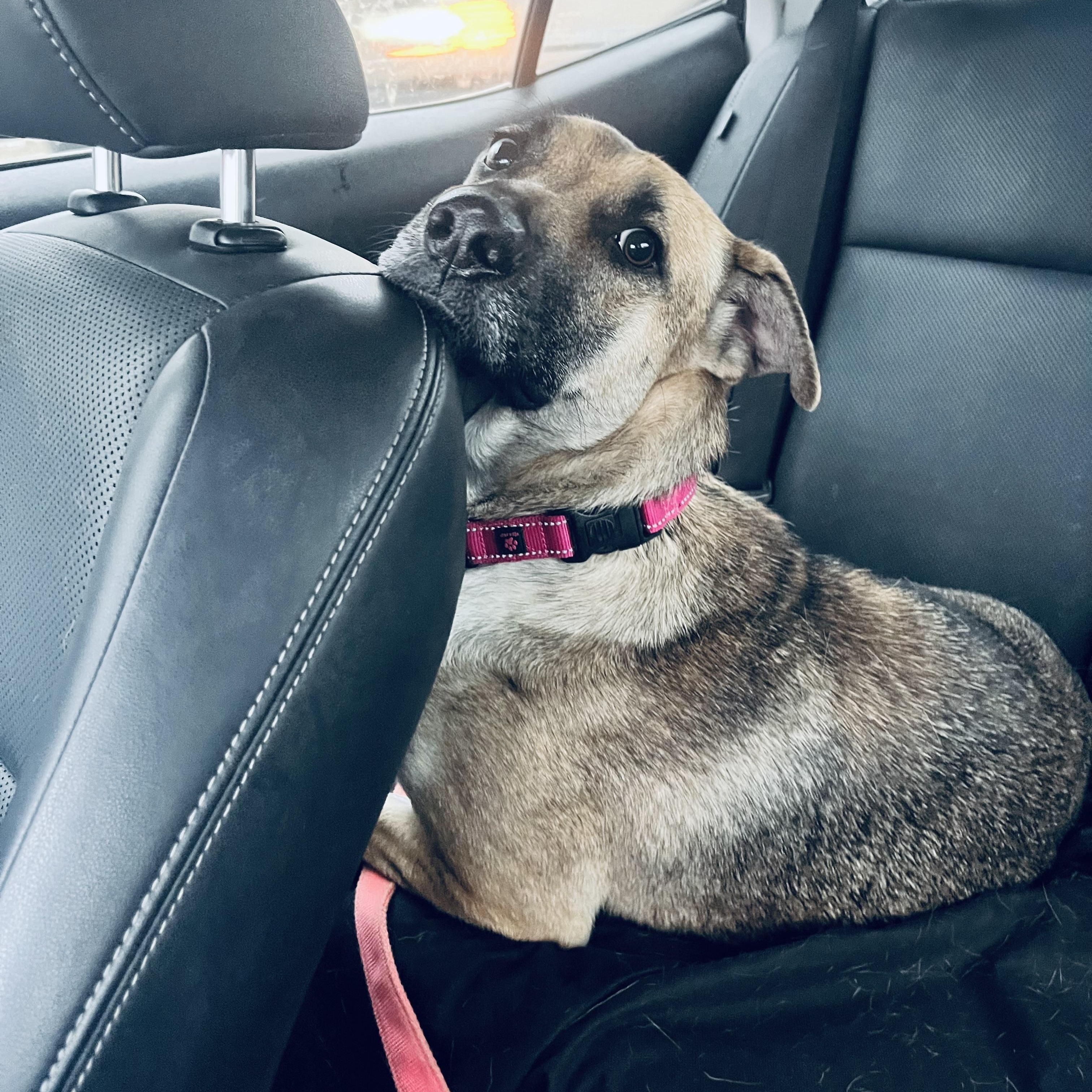 Birdie, a ADOPTABLE mixed breed in Humble, TX image 4/6