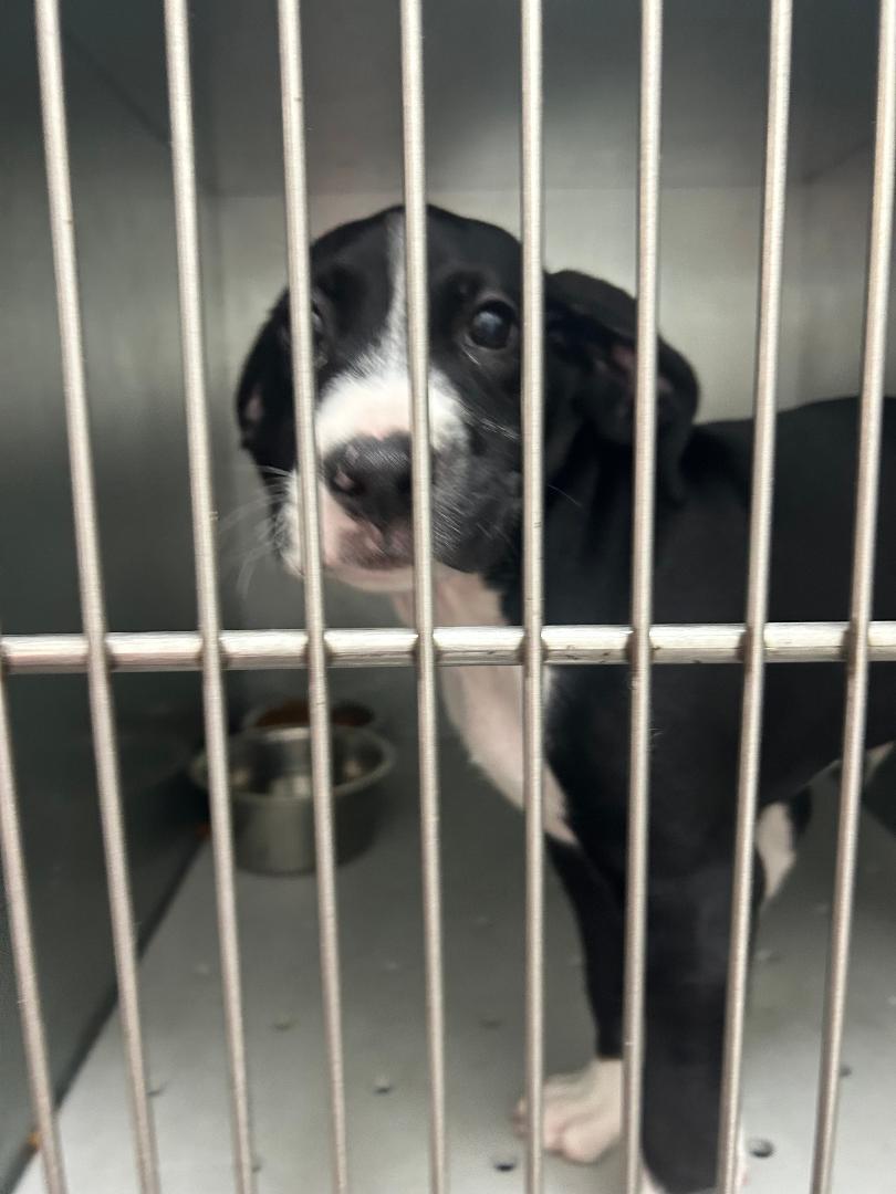 Louie, Adoptable, Puppy Male Mixed Breed.