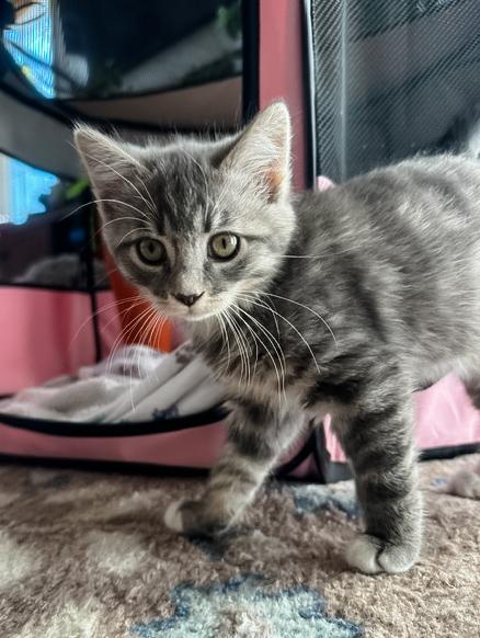 Enlarge CLOVER, an adopted Domestic Short Hair in Philadelphia, PA image 1/3
