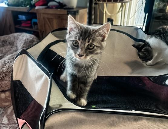 Enlarge CLOVER, an adopted Domestic Short Hair in Philadelphia, PA image 3/3