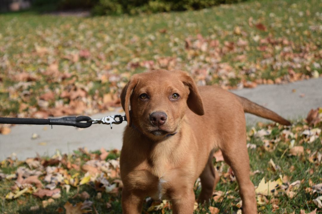 Enlarge Odie, a Adopted mixed breed in Mountain Lake, MN image 1/6