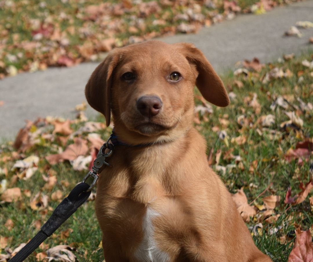 Enlarge Odie, a Adopted mixed breed in Mountain Lake, MN image 2/6