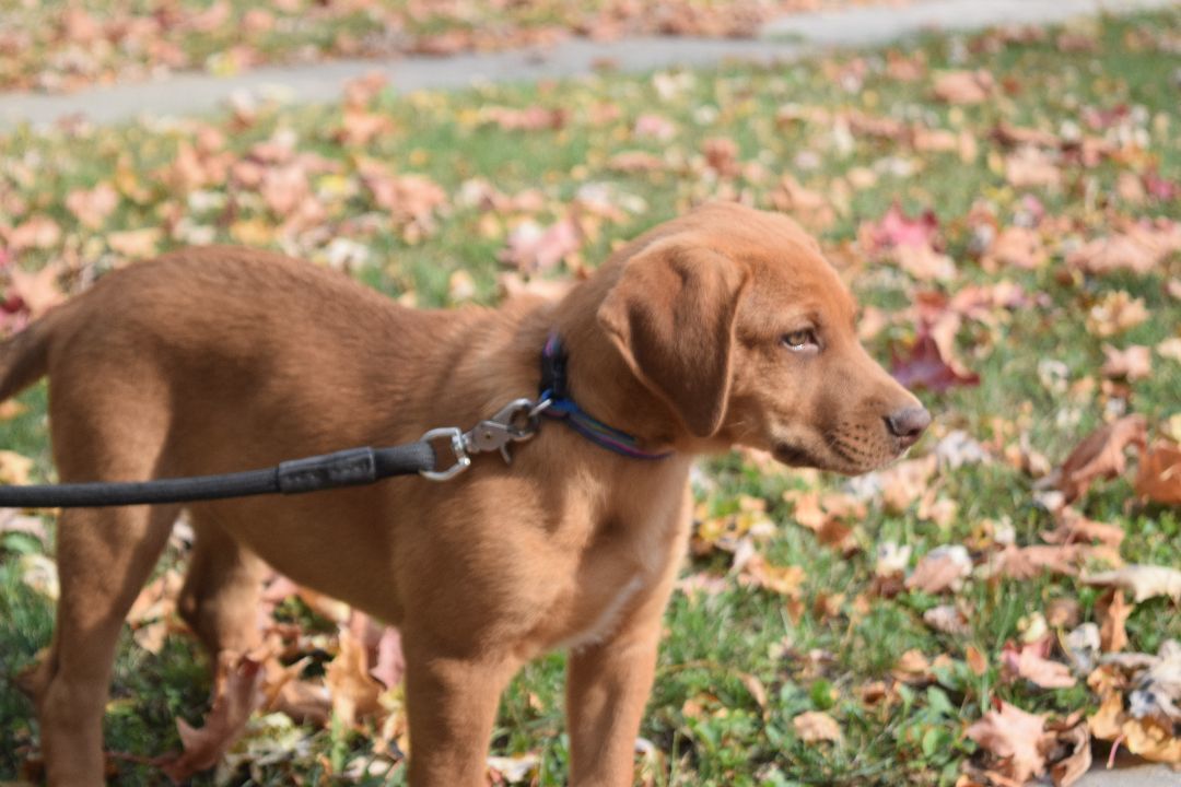 Enlarge Odie, a Adopted mixed breed in Mountain Lake, MN image 3/6
