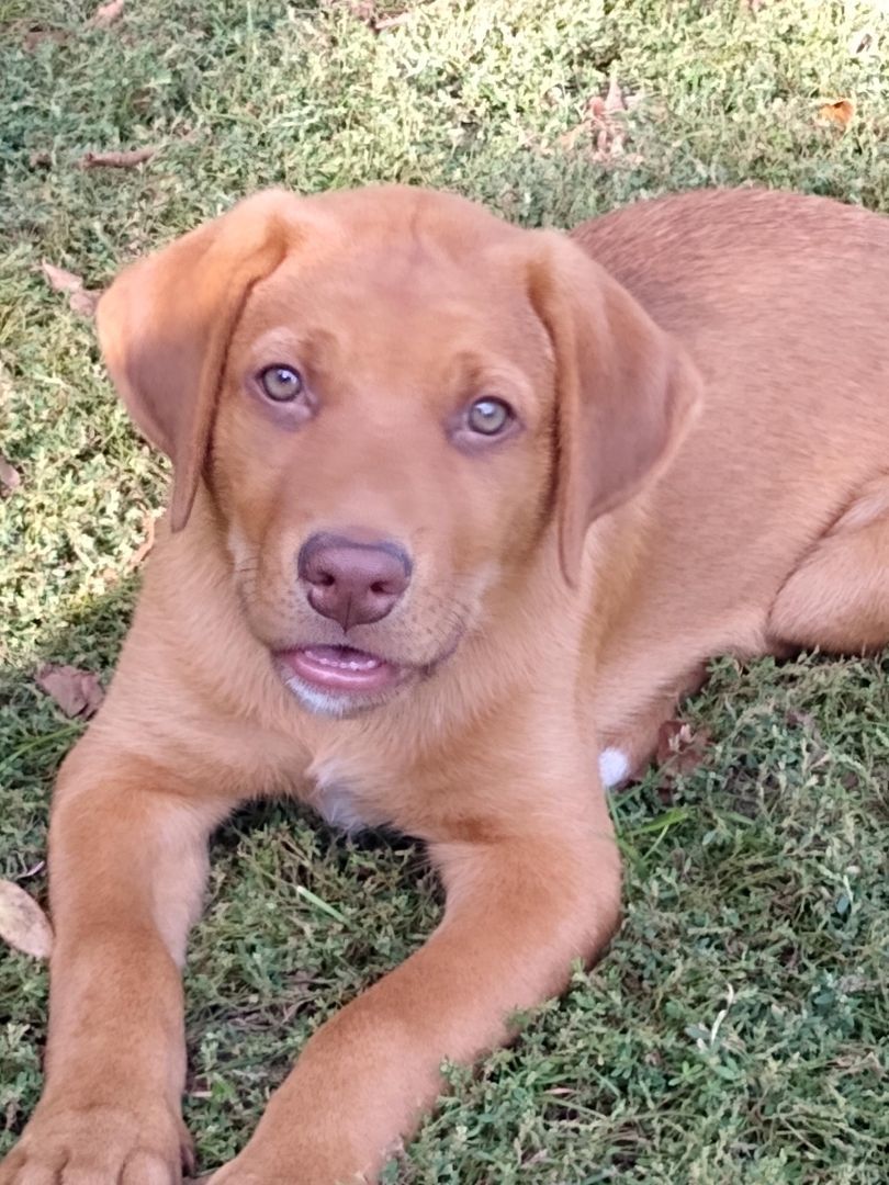 Enlarge Odie, a Adopted mixed breed in Mountain Lake, MN image 4/6