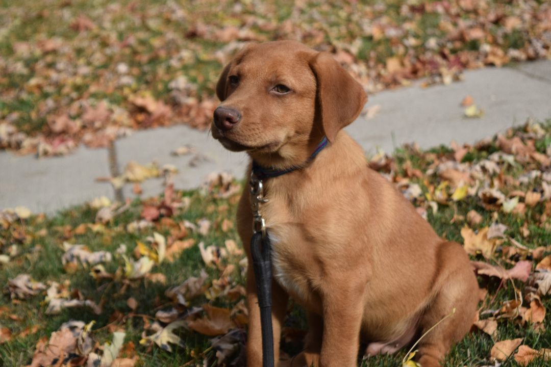 Enlarge Odie, a Adopted mixed breed in Mountain Lake, MN image 5/6