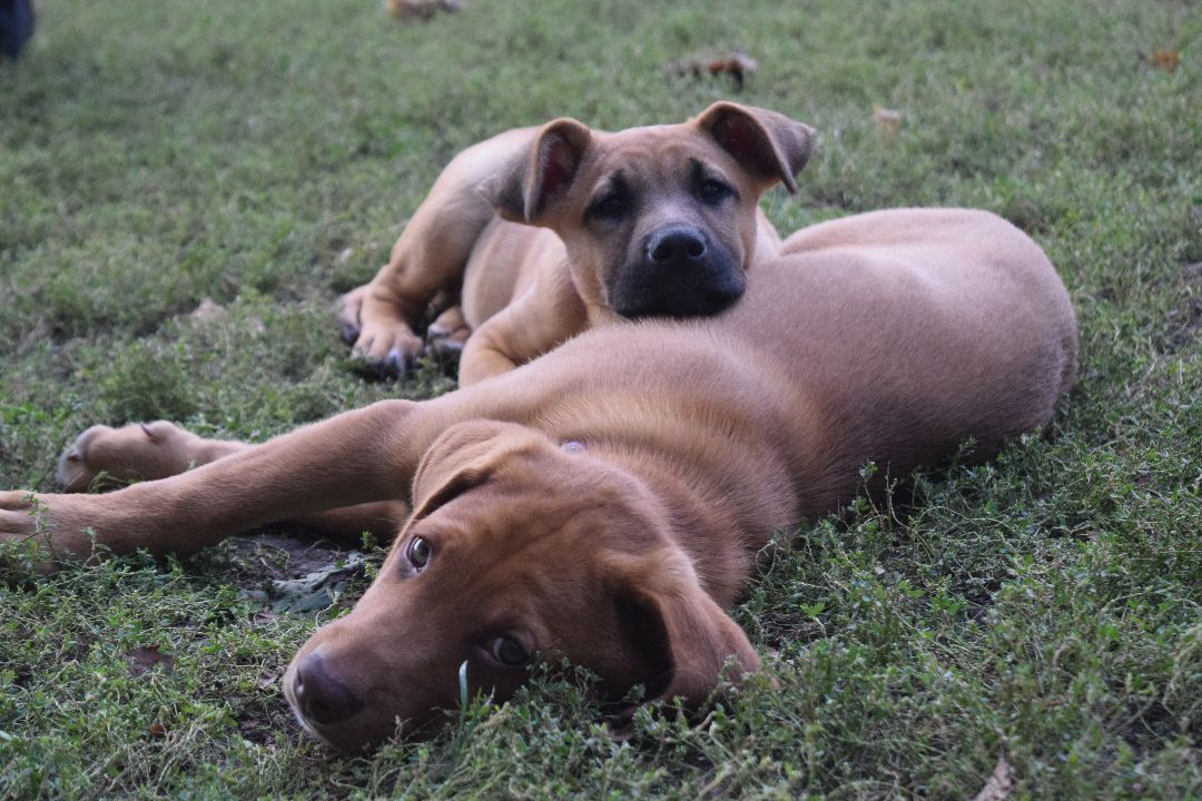 Enlarge Odie, a Adopted mixed breed in Mountain Lake, MN image 6/6