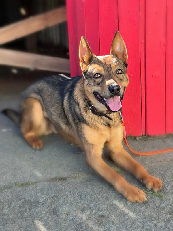 Enlarge Xander, a Adoptable mixed breed in Vallejo, CA image 4/6