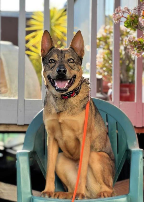 Enlarge Xander, a Adoptable mixed breed in Vallejo, CA image 4/6