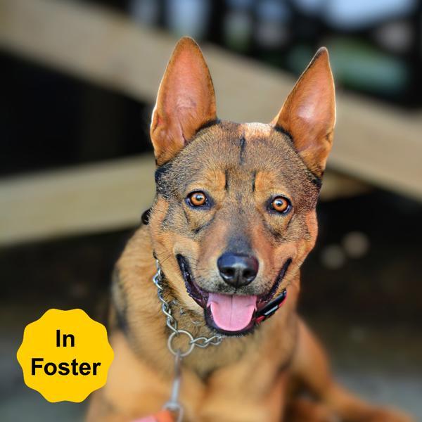 Enlarge Xander, a Adoptable mixed breed in Vallejo, CA image 5/6