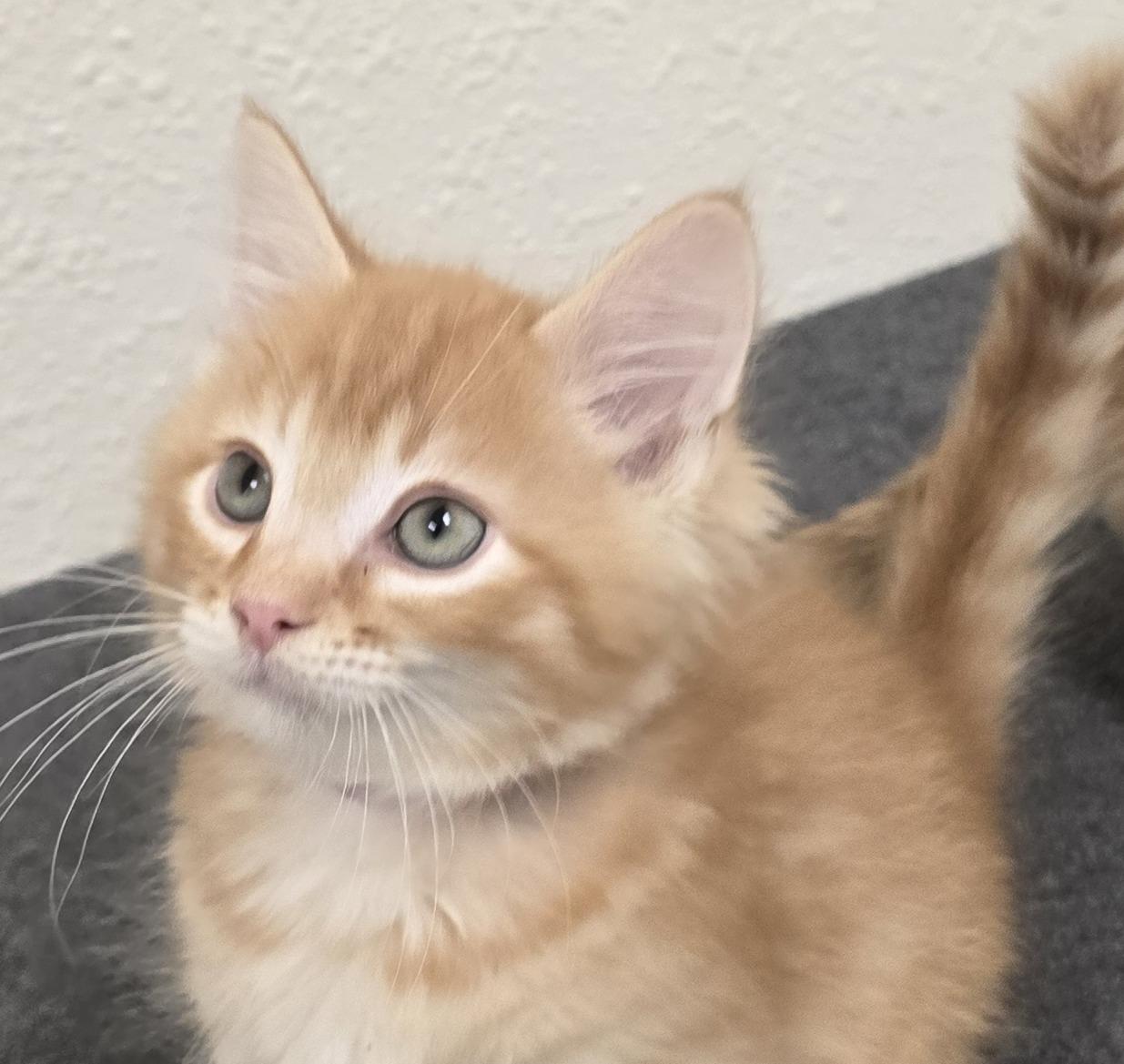 Pooh Bear, Adoptable, Kitten Male Domestic Short Hair.