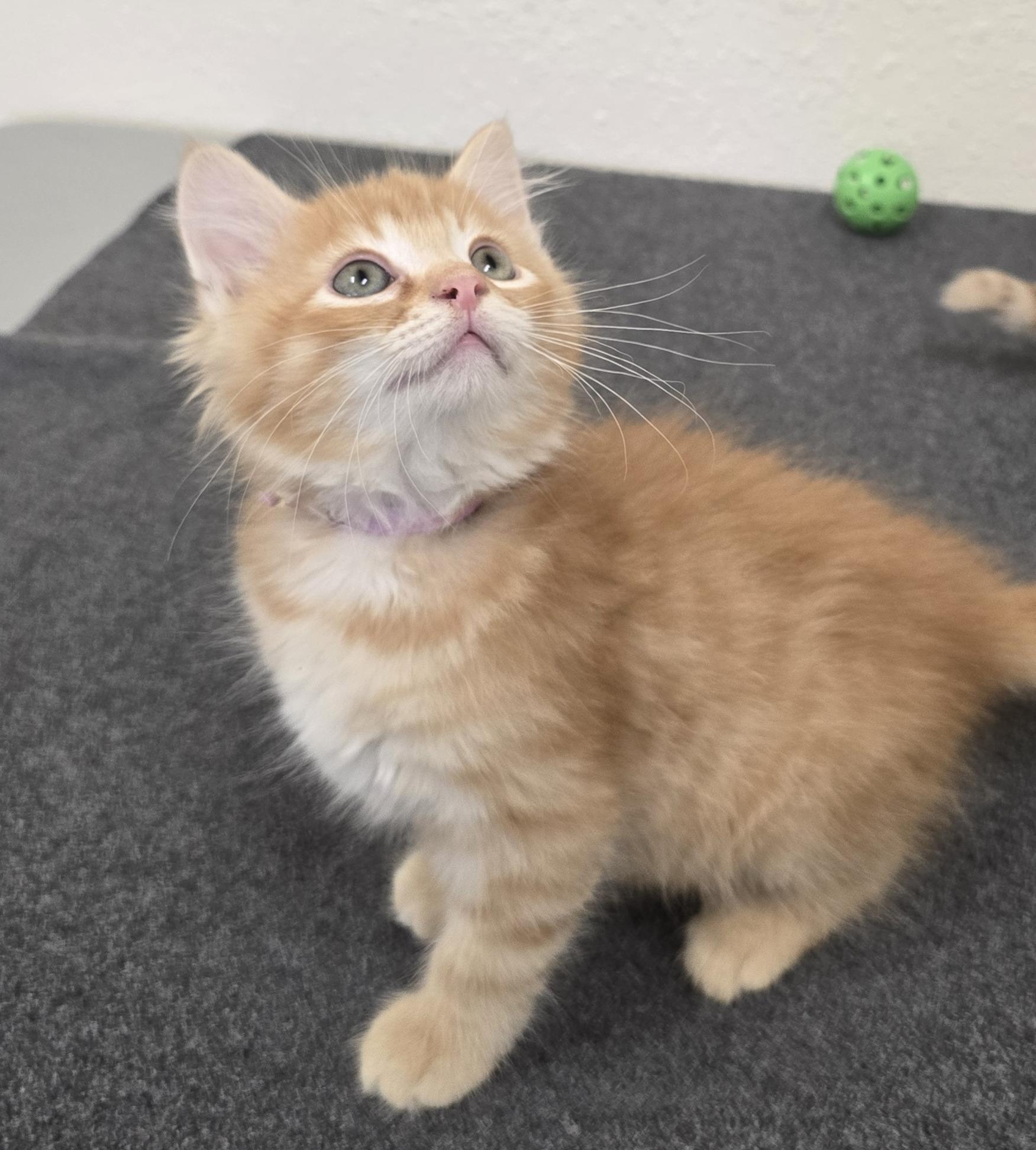 Enlarge Pooh Bear, a Adoptable Domestic Short Hair in Red Wing, MN image 3/3