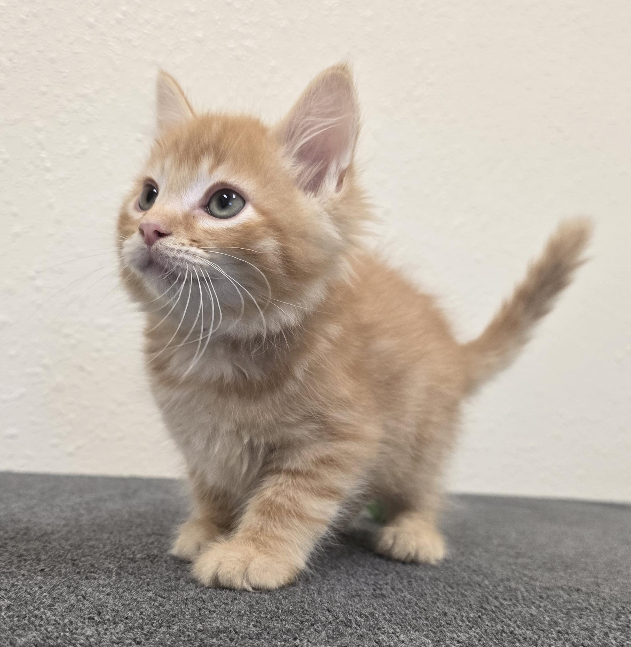 Enlarge Pooh Bear, a Adoptable Domestic Short Hair in Red Wing, MN image 2/3