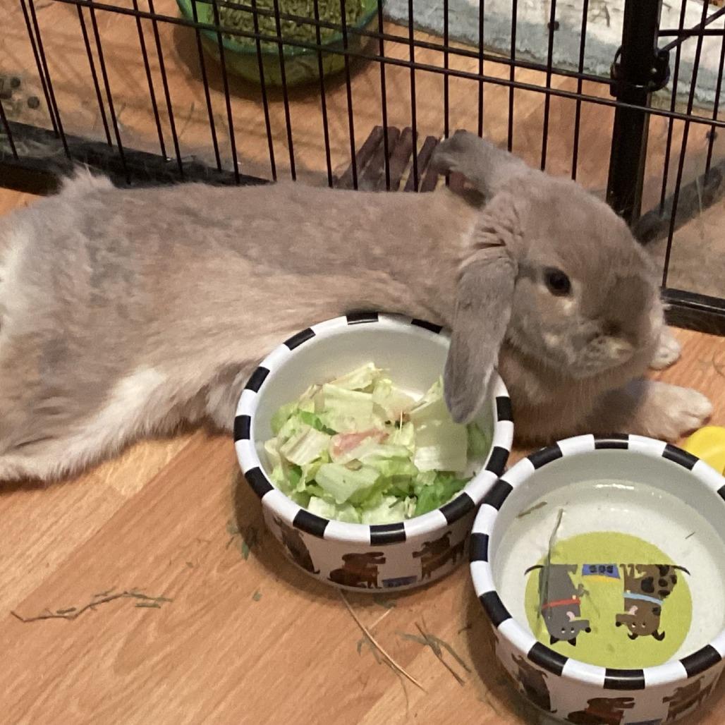 Muffin--In Foster, Adoptable, Young Female Holland Lop.