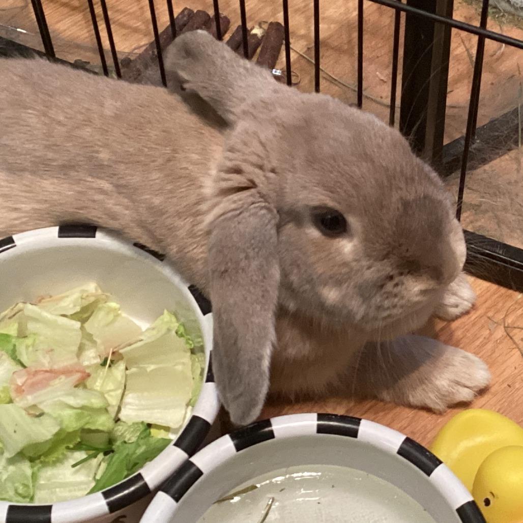 Enlarge Muffin--In Foster, a Adoptable Holland Lop in Fargo, ND image 2/3