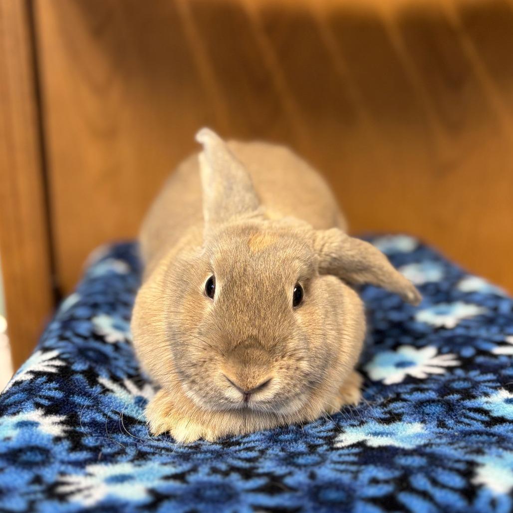 Muffin--In Foster, Adoptable, Young Female Holland Lop.